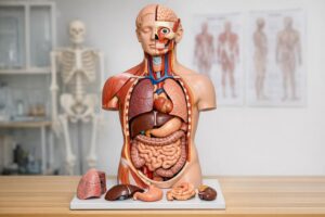 Modele anatomiczne jako wsparcie podczas nauki i prezentacji